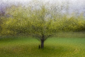 Árvore Verde de Sonho de Arne Östlund