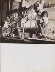 [Jovem junto a um esqueleto de animal].