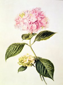 PD.64-1975 hortênsia hortênsia