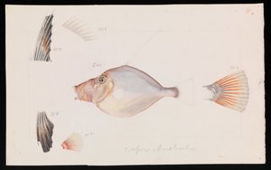 Dory prateado, Cyttus australis de Arthur Bartholomew