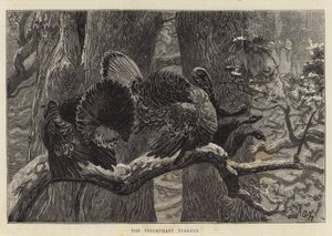 Os perus triunfantes de Arthur Boyd Houghton