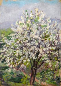 Flor de amendoeira