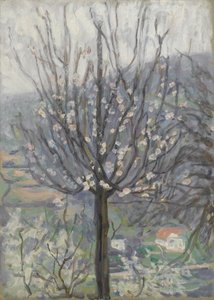 Flor, de manhã cedo