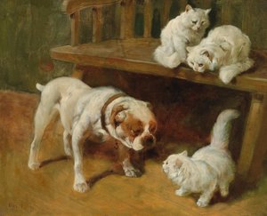Cães e gatos