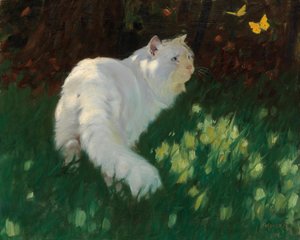 Gato branco e borboletas