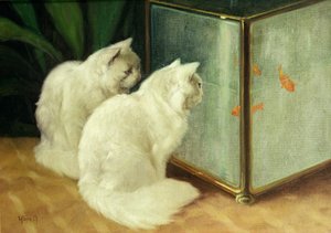 Gatos brancos assistindo peixinho