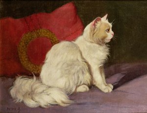 Gato persa branco