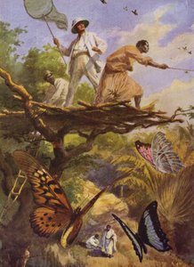 Lindas Borboletas: Apanhar Urania Rhiphoeus em Madagáscar (cor litho) de Arthur Twidle
