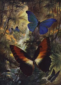 Lindas Borboletas: Os dois morphos mais finos (cor litho) de Arthur Twidle