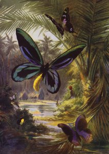 Lindas Borboletas: Troides Alexandrae, a maior de todas as borboletas (cor litho)