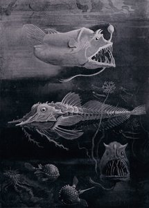 Peixe De Mar Profundo