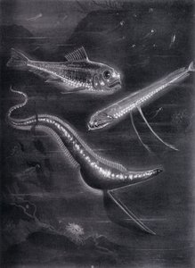 Peixes Auto-Luminantes (litho) de Arthur Twidle