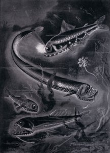 Peixes Auto-Luminantes (litho) de Arthur Twidle