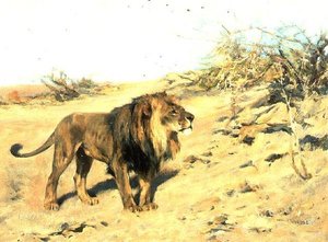Um leão entre a esfoliação de Arthur Wardle