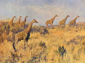 Uma Tropa de Girafas (cor litho) de Arthur Wardle
