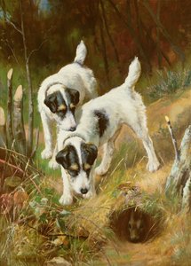 Terriers Coelho de Arthur Wardle