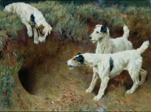 Fox terriers de pêlo duro por um conjunto de texugos