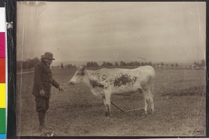 Vaca - Welser Piebald de Artist Unknown