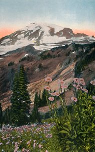 Ásteres roxos, no parque nacional de Monte Rainier, c1916 de Asahel Curtis