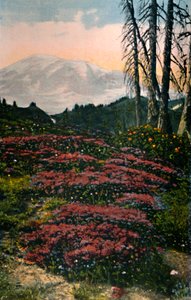 Roxo, urze, crescendo, monte chuvoso, parque nacional, c1916