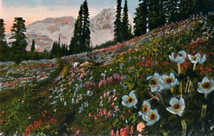 A anêmona no Parque Nacional Mount Rainier, c1916 de Asahel Curtis