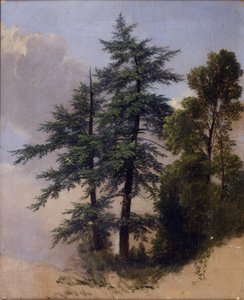 Estudo da árvore, Newburgh, NY, 1849