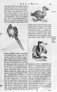 Birds, 1675. de Athanasius Kircher
