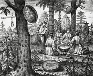 Frutas chinesas (Arbor polomie, papaia chinesa), gravura de monumentos da China de Athanasius Kircher