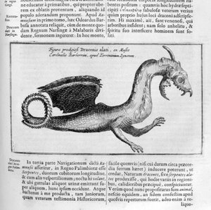 Dragon, 1678 de Athanasius Kircher