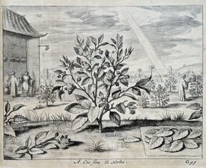 Le camellia - na "China" de Athanase Kircher (ou Athanasius Kircheri) de Athanasius Kircher