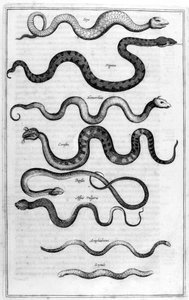 Serpentes, 1675. de Athanasius Kircher