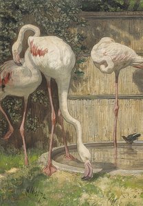 Três flamingos em uma piscina de água. 1872