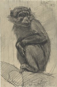 Macaco num Ramo