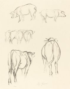 Desenhos de animais