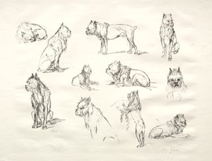 Estudo de cães