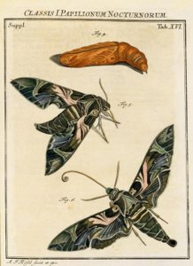 Borboleta Daphnis neri  Rösel v. R. de August Johann Rösel von Rosenhof