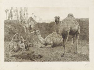 Camelos de August Le Gras