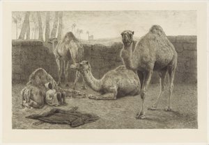 Camelos de August Le Gras