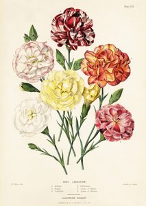 Variedades de cravos, Dianthus caryophyllus: Ariadne 1, Beleza 2, Garibaldi 3, Perfeição 4, Rainha dos Brancos 5, Rainha dos Amarelos 6 de Augusta Innes (after) Withers