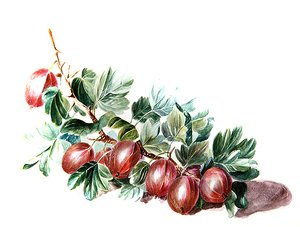 Groselhas, c.1860 (aguarela sobre papel)