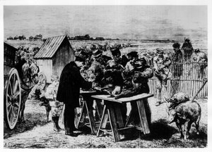 Vacinação de ovelhas por Pasteur, gravura por A. Lançon.