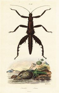 Bengala do diabo espinhoso e concha de faisão australiano. de Auguste Dumenil