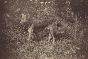 Estudo de um cão, finais da década de 1870 (foto) de Auguste Giraudon