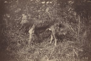 Estudo de um cão