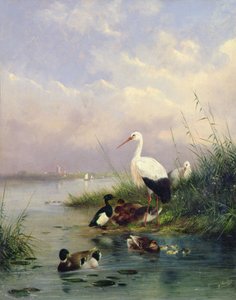 Uma família de Mallard, duas Storks e uma família de Tufted Ducks (par de 77886) de Augustus Knip