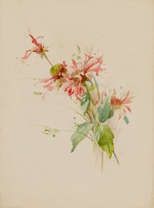 Bergamota ou Bee Baum, final do século XIX e início do século XX. de Austa Densmore Sturdevant