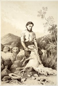 Tosquia de ovelhas, de The History of Australasia, de David Blair, McGrady, Thomson e Niven, 1879