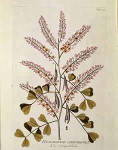 Botânico: "Campeche" (Haematoxylon campechianum) Placa retirada de "Medicinalium secundum Linnaei digestarum" de Joseph Jacobi Plenck (1735-1807) 1788-1803 Coleção particular de Austrian School
