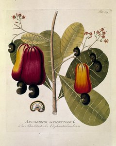 Botânica: "Castanha de caju" (Anacardium ocidental) Placa extraída de "Medicinalium secundum Linnaei digestarum" de Joseph Jacobi Plenck (1735-1807) 1788-1803 Coleção particular de Austrian School