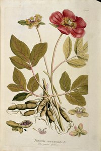 Botânico: "Peony officinale" (Poeonia officinalis) Placa retirada de "Medicinalium secundum Linnaei digestarum" de Joseph Jacobi Plenck (1735-1807) 1788-1803 Coleção privada de Austrian School